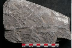 Foto (Detailansicht) von Senftenbergia crenata Lindl. et H. (NHMW-GEO-2024-0188-10947)
